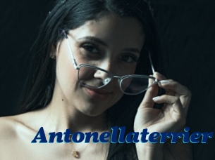 Antonellaterrier