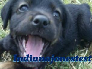 Indianajonestest