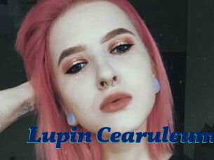 Lupin_Cearuleum