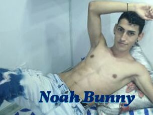 Noah_Bunny